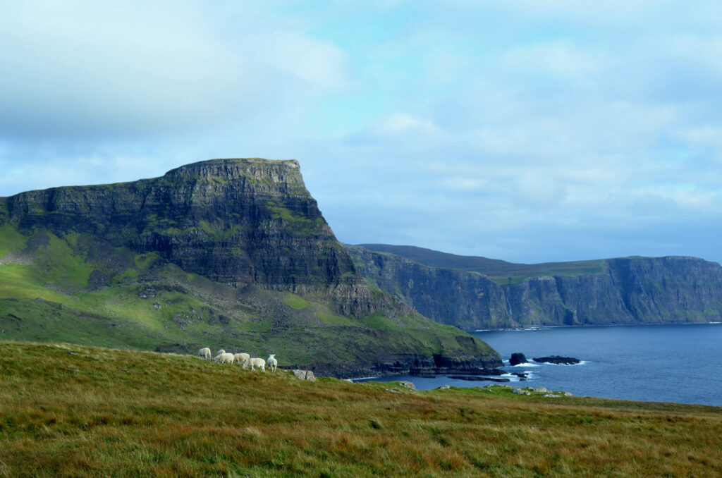 Group of grazing sheep in the Scottish Highlands at Neist Point.